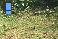 Scene 50_hssflight_Forcing Morpho peides to take off banana bait and fly around